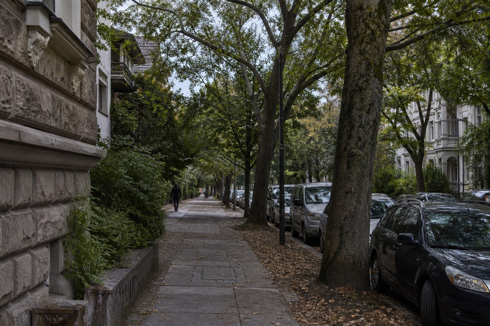 A city street shaded by mature trees on an overcast afternoon